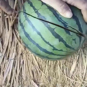 有籽大棚美都