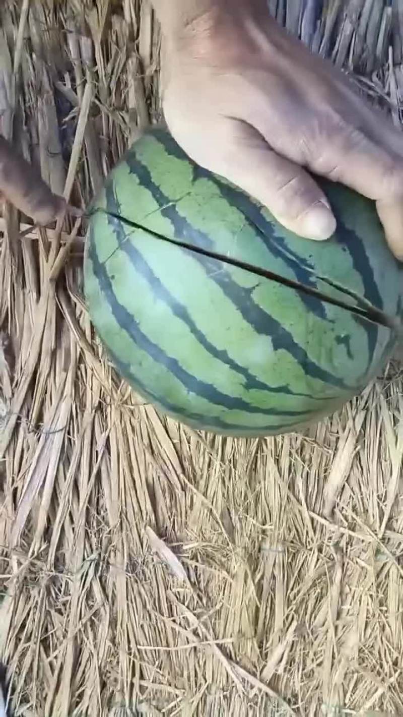 有籽大棚美都
