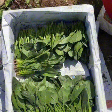 精品两排半菠菜20-25厘米