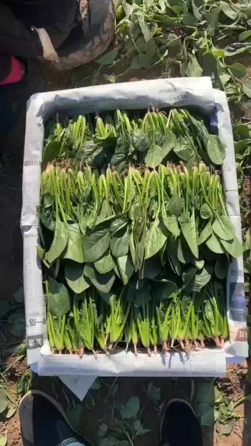 精品，泡沫箱，菠菜