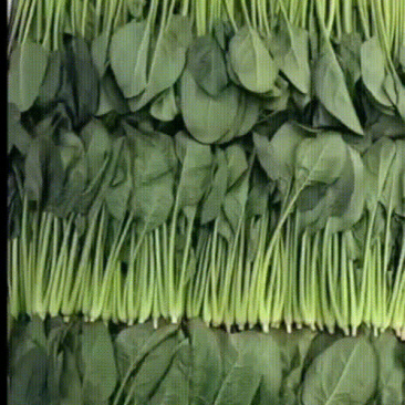 精品，泡沫箱，菠菜