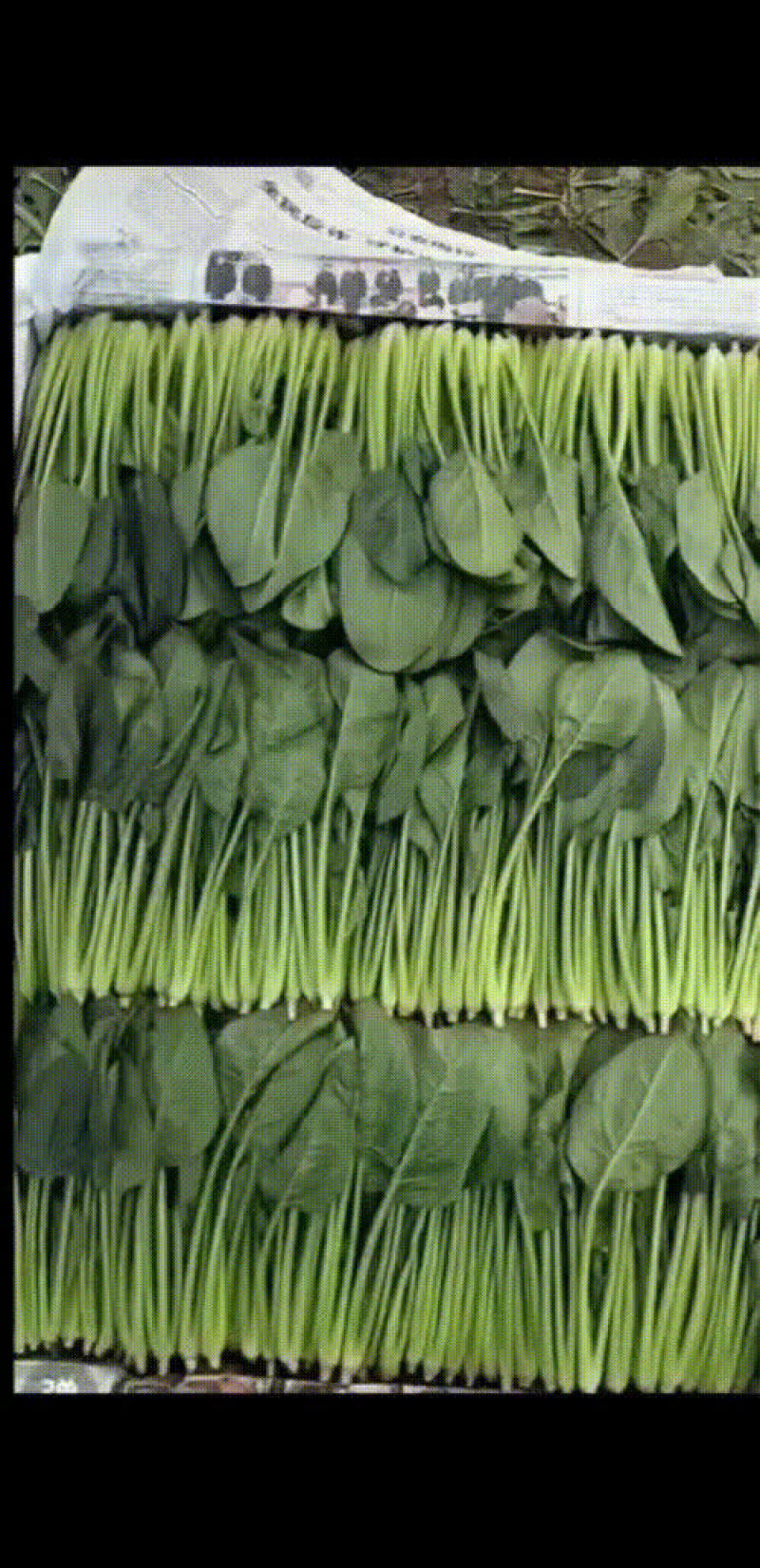 精品，泡沫箱，菠菜