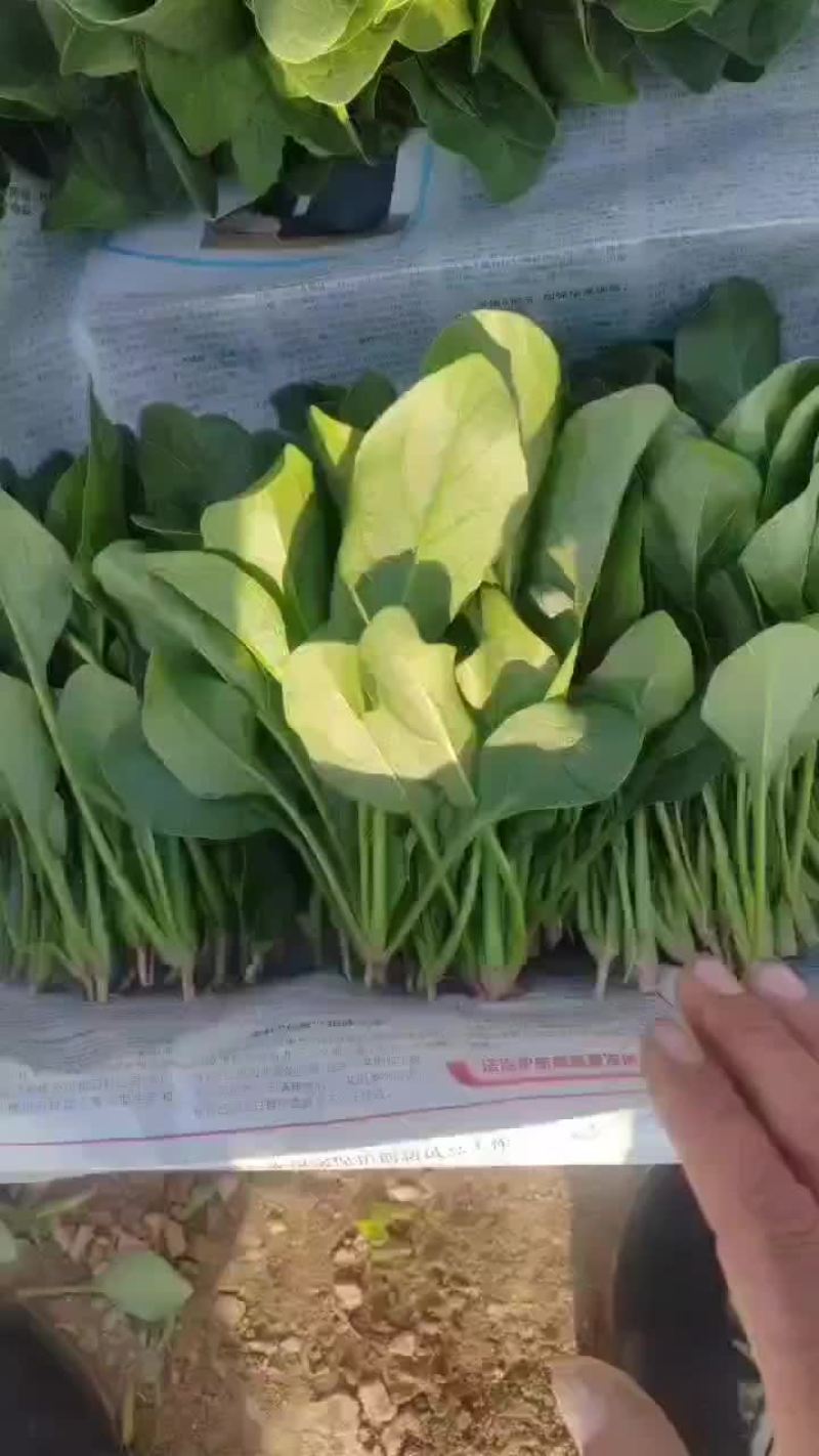 精品，泡沫箱，菠菜