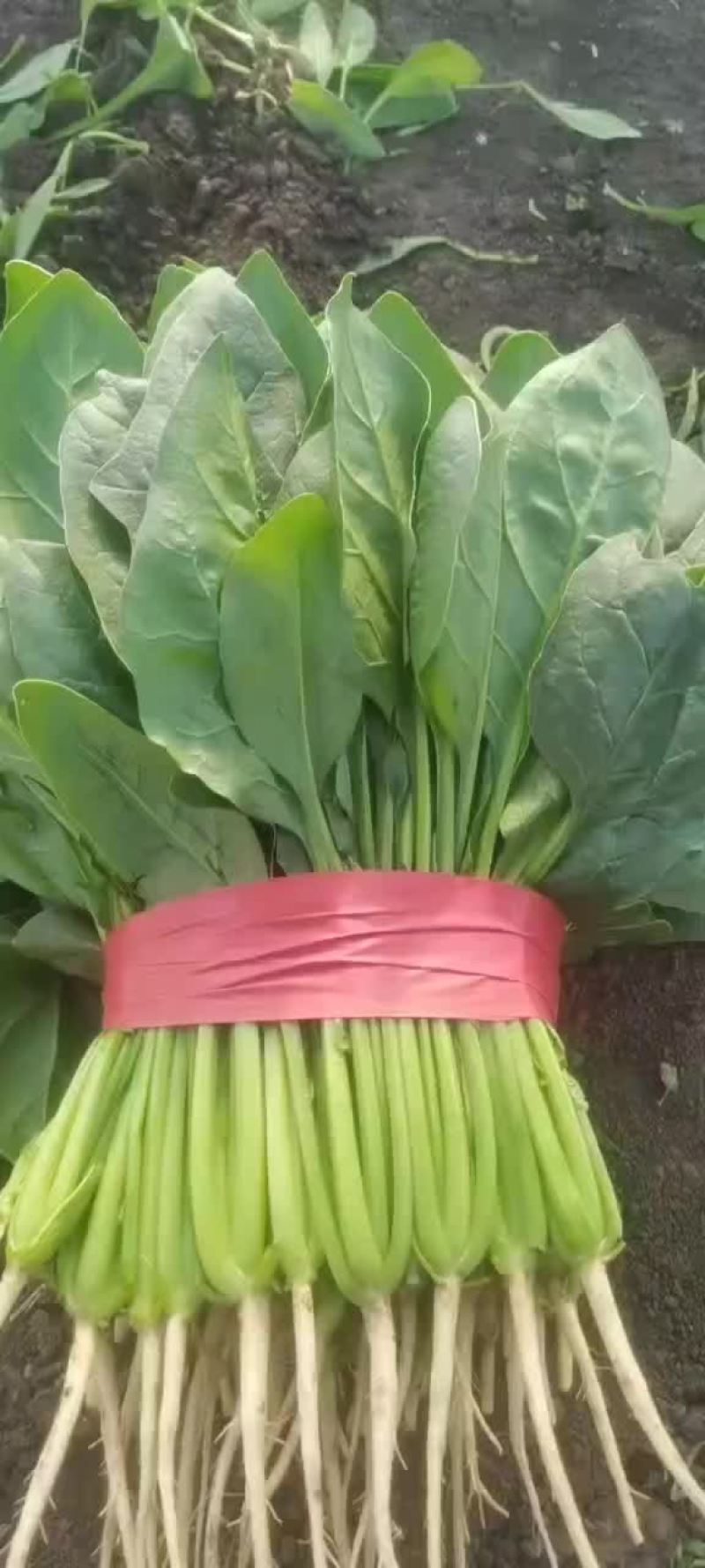 精品捆菠菜