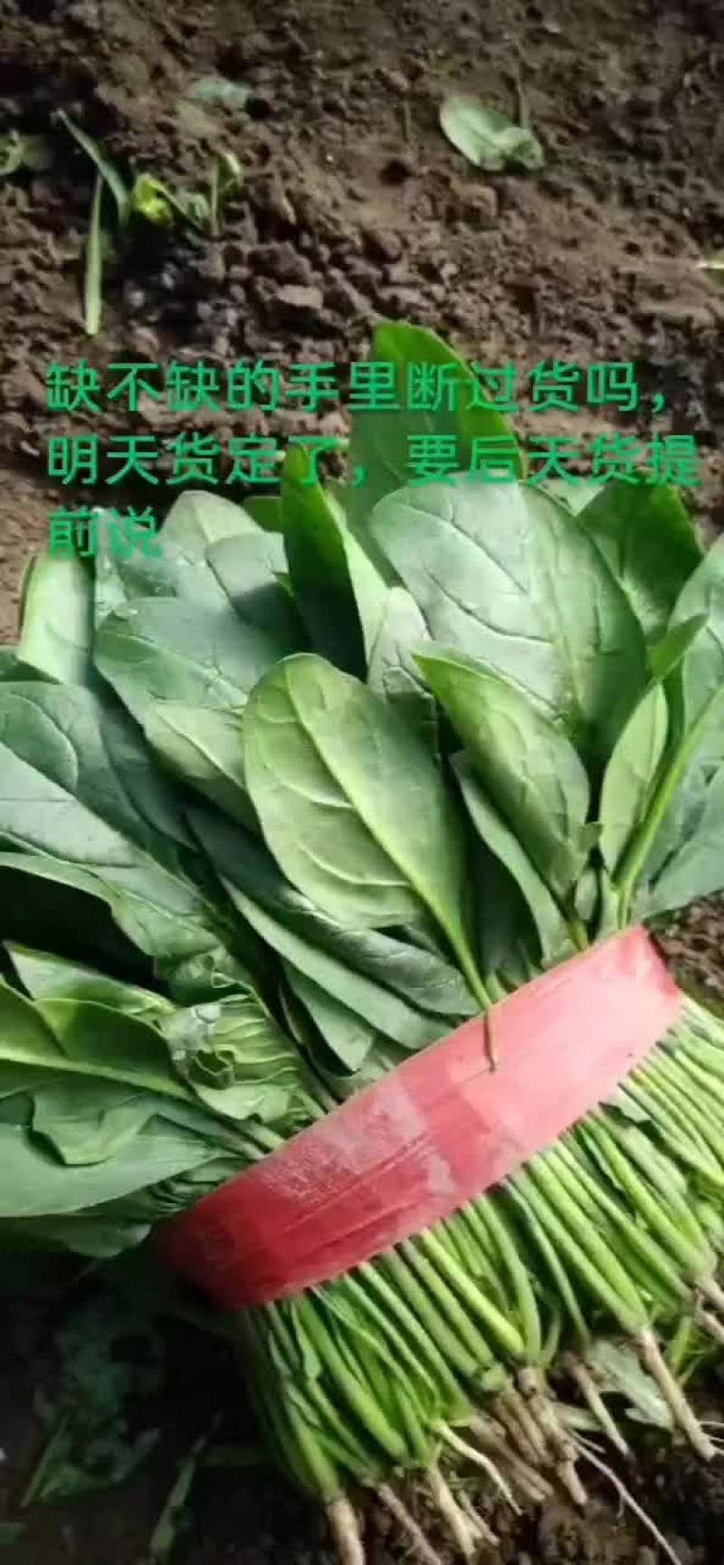 精品捆菠菜