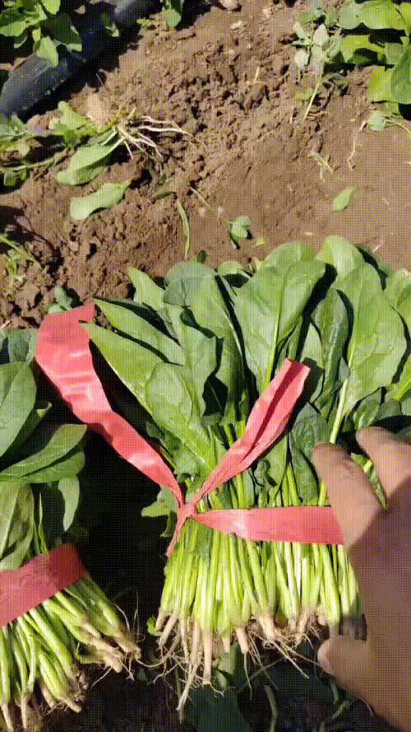精品捆菠菜25-30