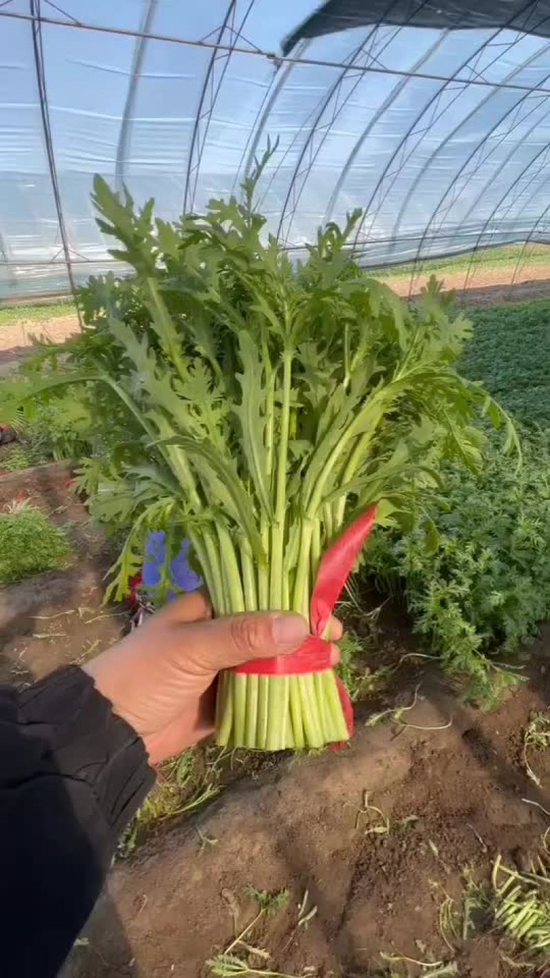 精品茼蒿