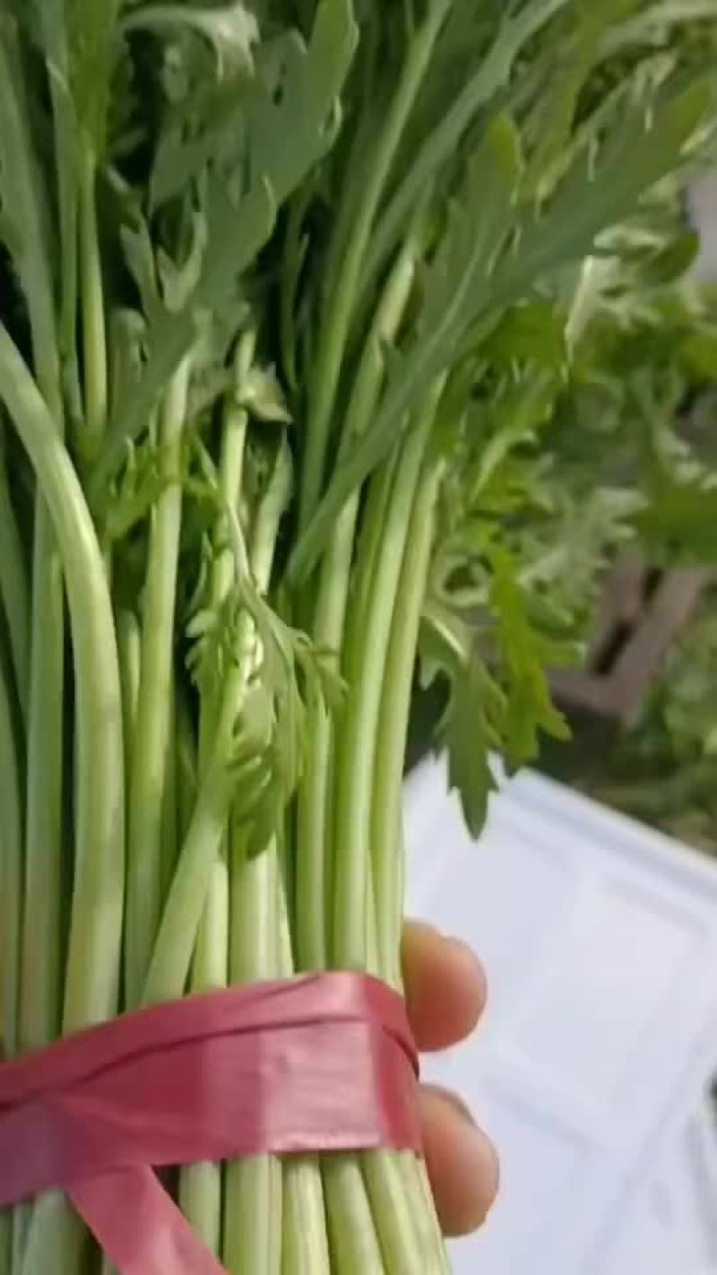 精品茼蒿