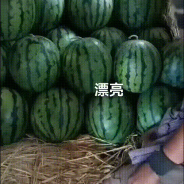 甜王西瓜，平均19-22斤甜度12以上