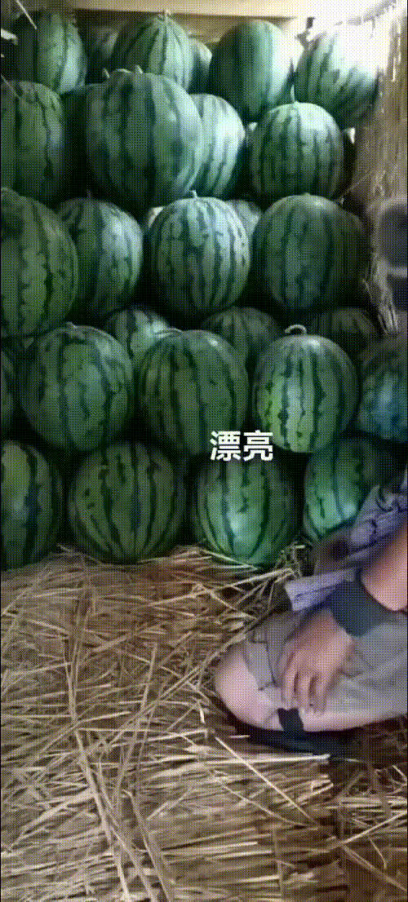 甜王西瓜，平均19-22斤甜度12以上
