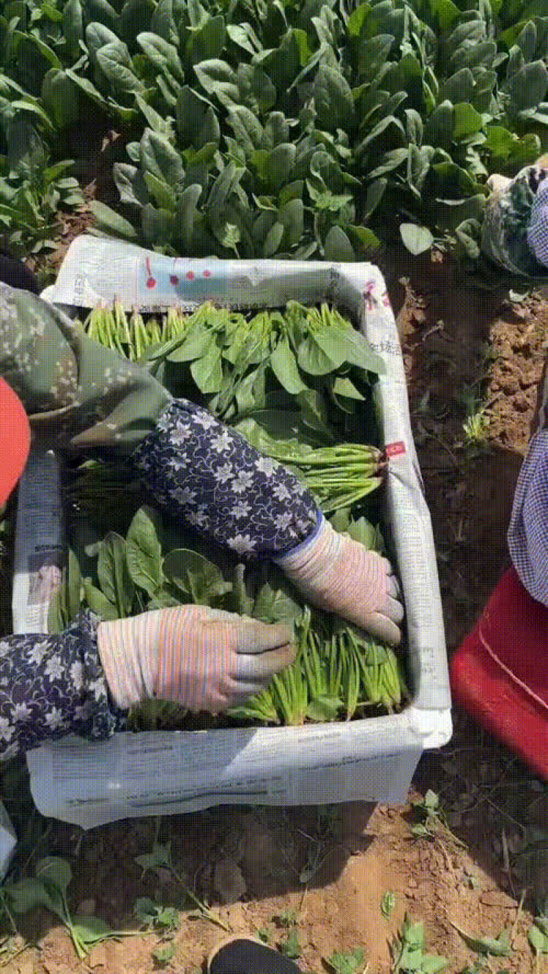 精品大叶菠菜
