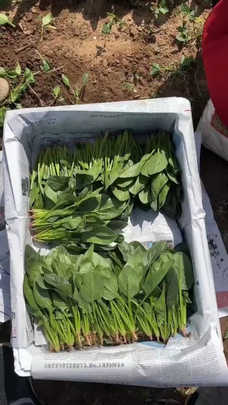精品大叶菠菜