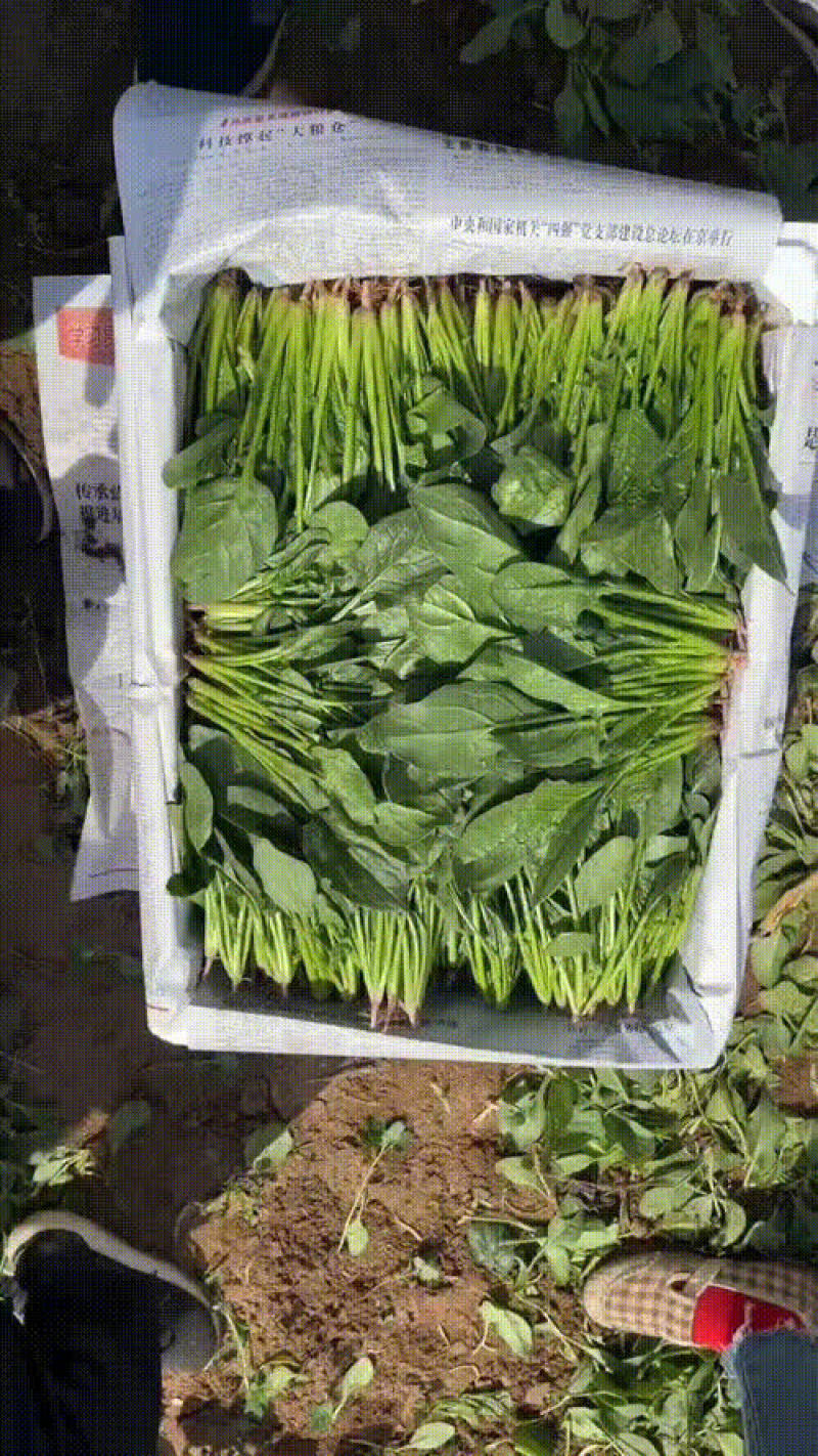 精品大叶菠菜