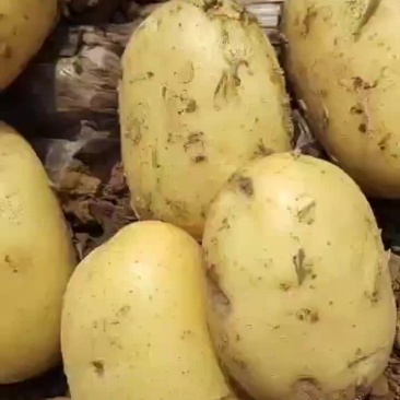 我们黄心大士豆大量上市需要联系
