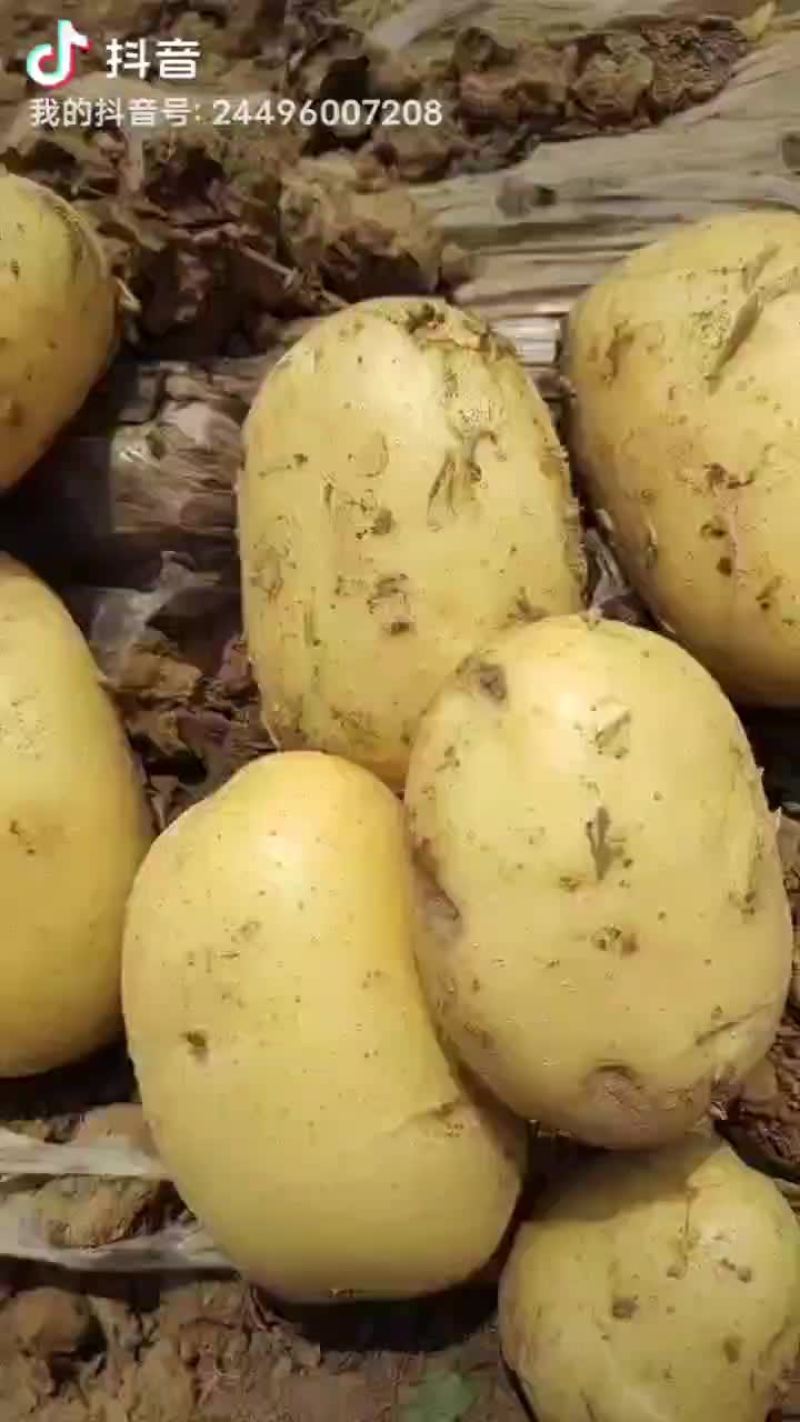 我们黄心大士豆大量上市需要联系