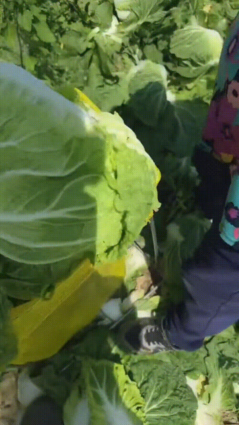 白菜