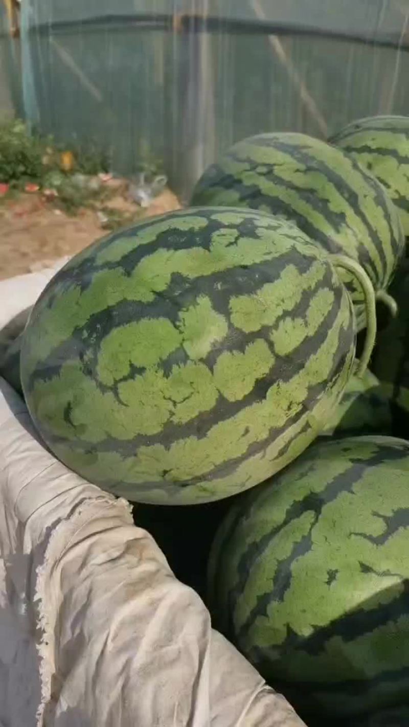河北保定清苑县，品种有甜王，美都，麒麟，皮毛亮，熟度