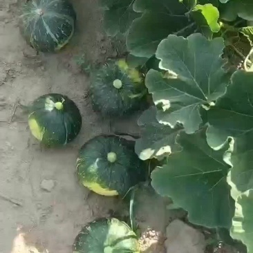 贝贝南瓜