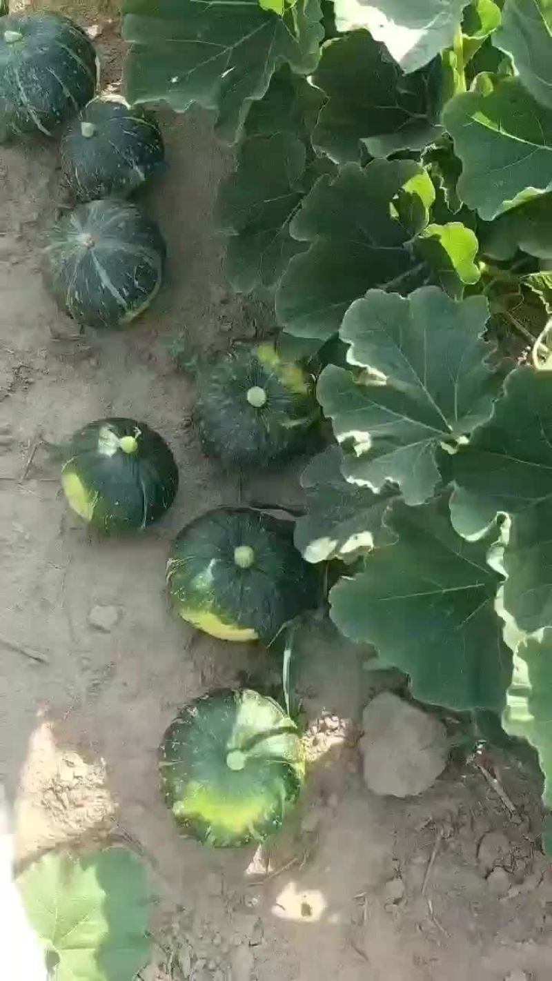 贝贝南瓜