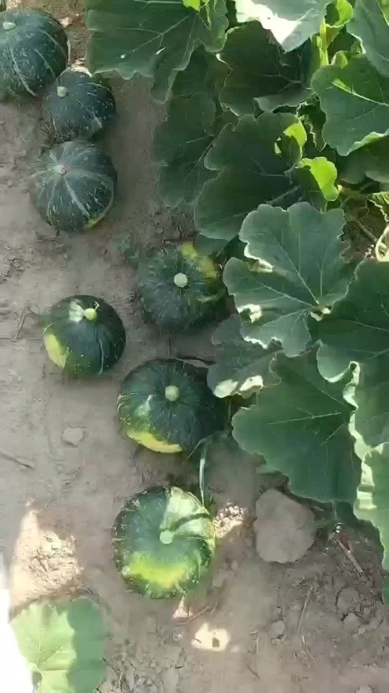 贝贝南瓜