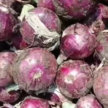 精品紫皮洋葱