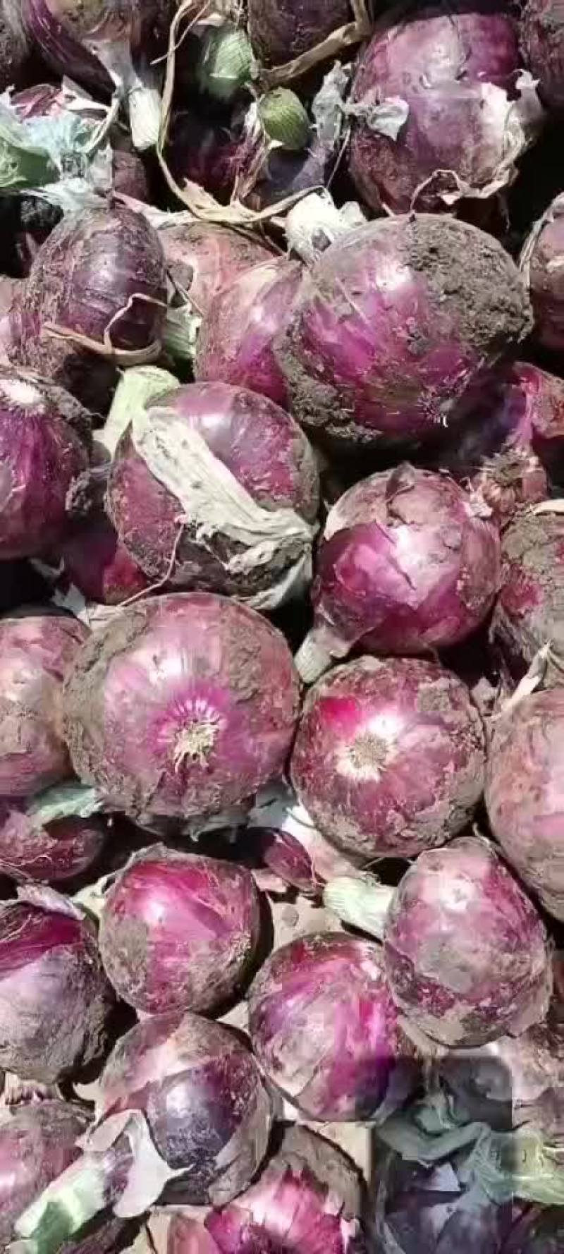 精品紫皮洋葱