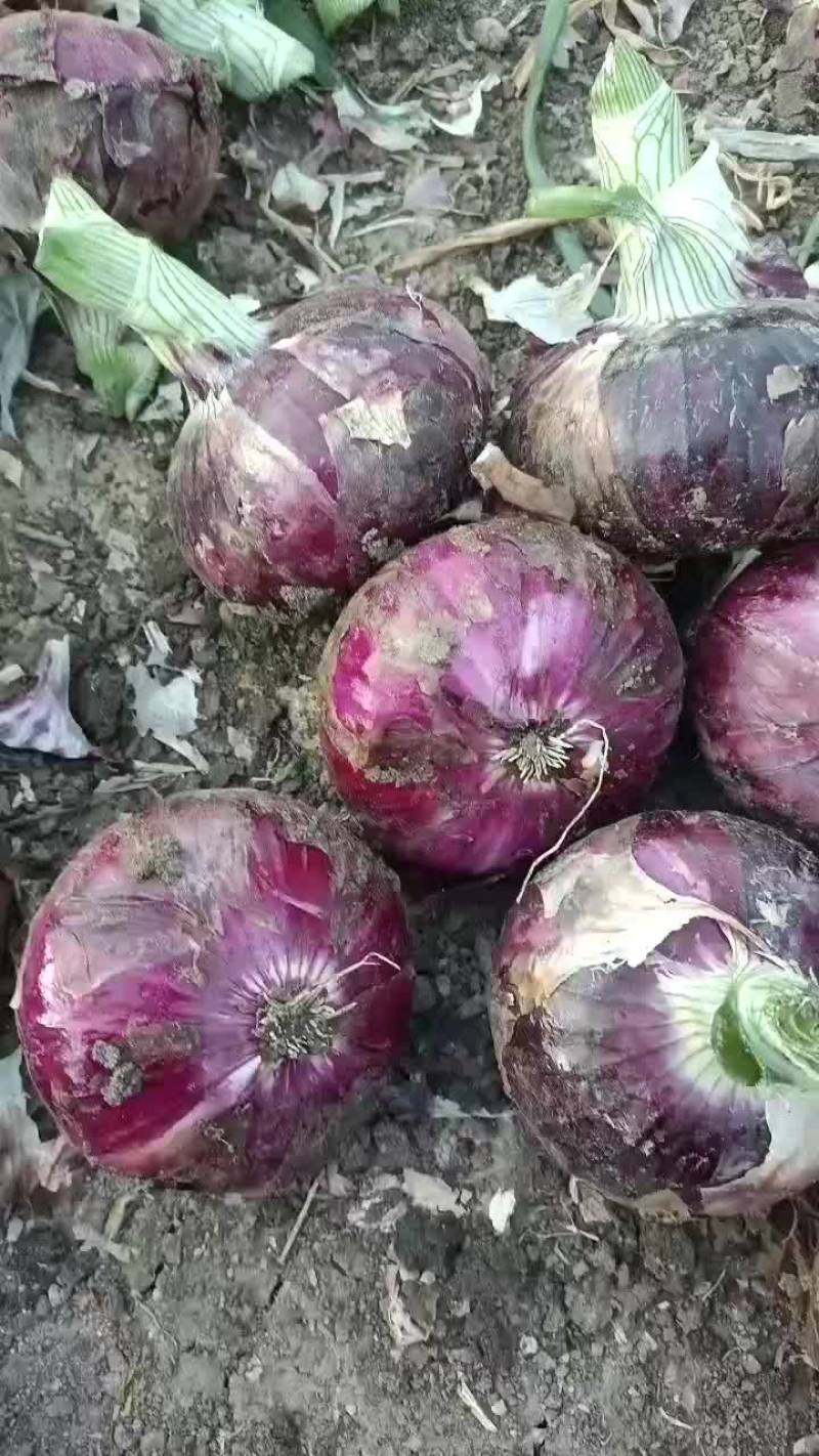 精品紫皮洋葱