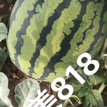 鑫美818甜王西瓜