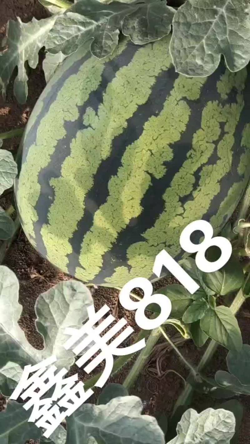 鑫美818甜王西瓜