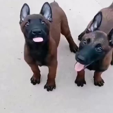 马犬幼犬公母都有大小都有，爆红马犬，黄马犬都有