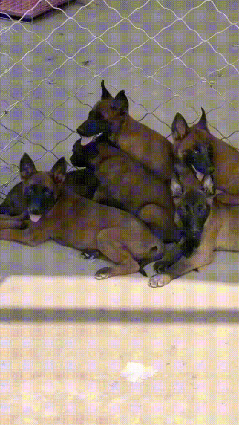 马犬幼犬公母都有大小都有，爆红马犬，黄马犬都有