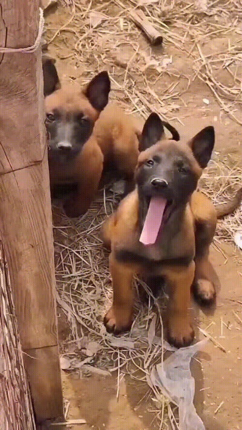 马犬幼犬公母都有大小都有，爆红马犬，黄马犬都有
