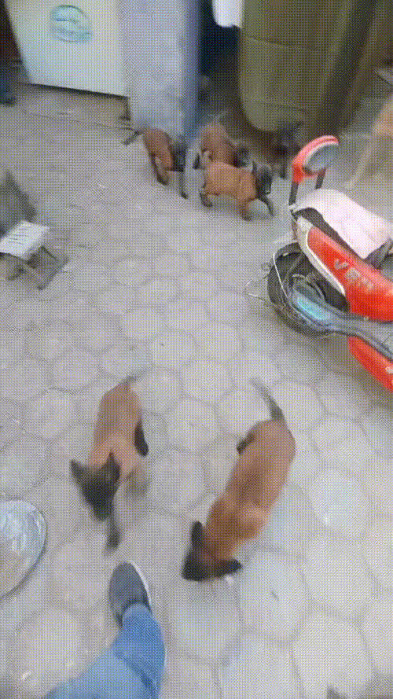 马犬幼犬公母都有大小都有，爆红马犬，黄马犬都有