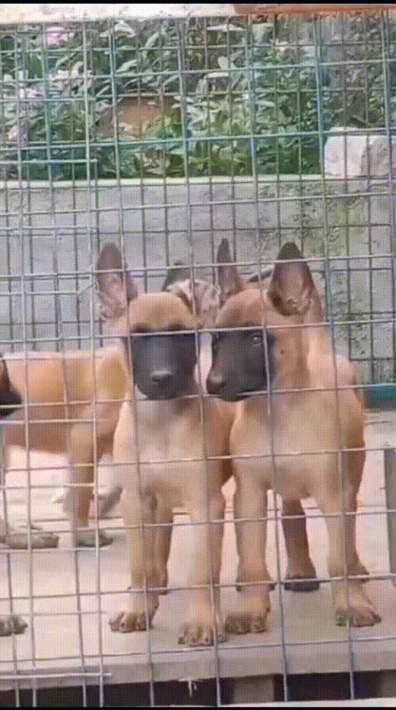 马犬幼犬公母都有大小都有，爆红马犬，黄马犬都有