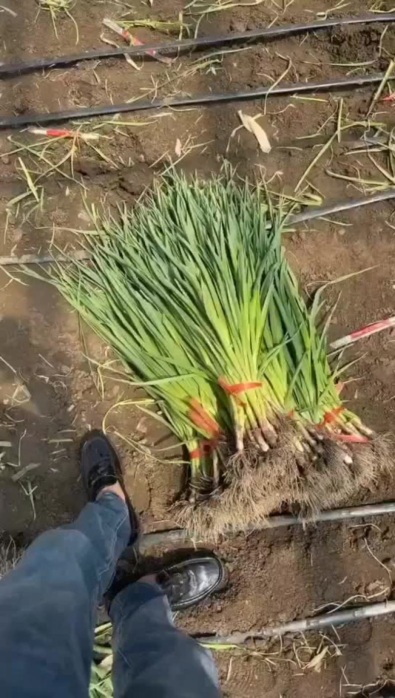 东北精品蒜苗大量上市