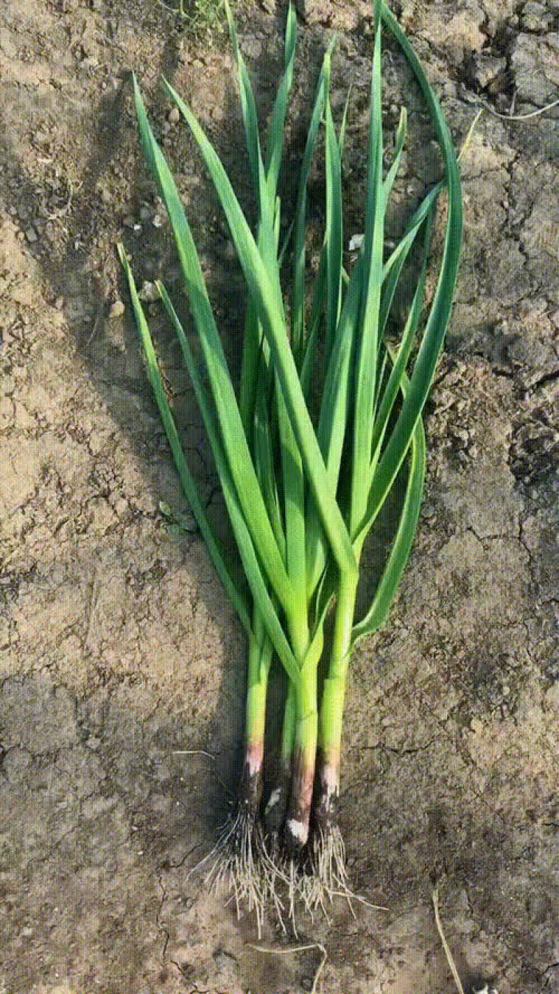 东北精品蒜苗大量上市