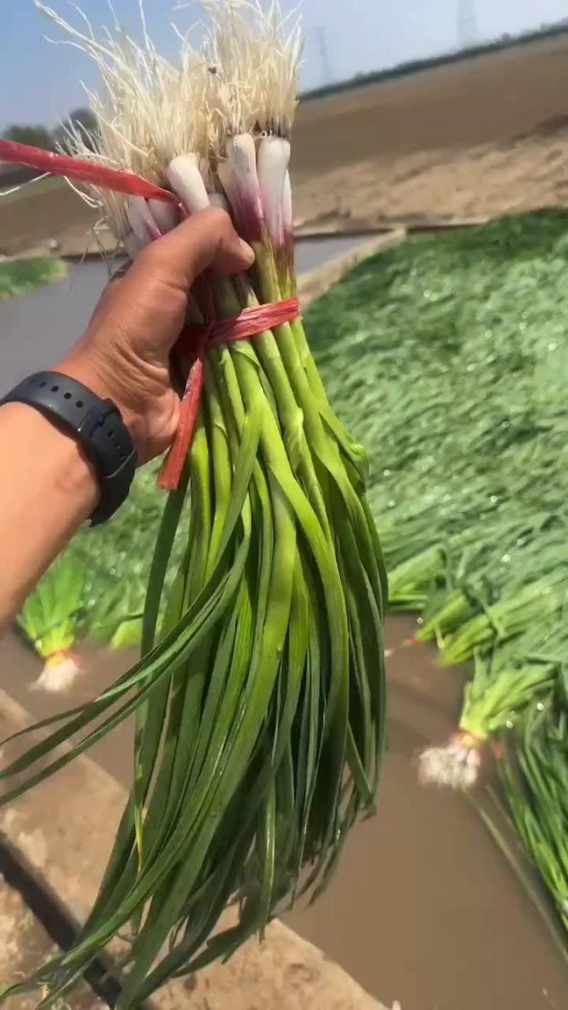 东北精品红根蒜苗大量上市