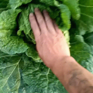 黄心白菜