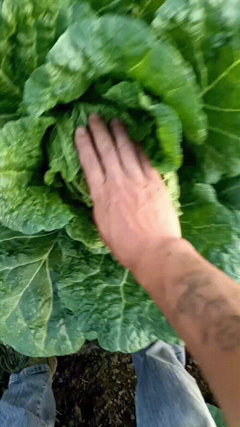黄心白菜