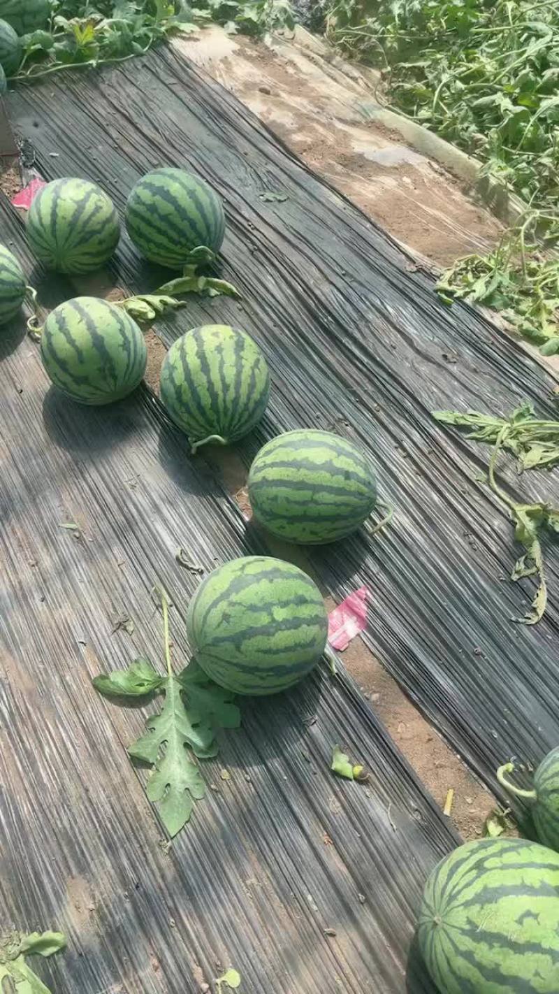 新鲜盖县老锦王西瓜，甜蜜多汁，当季特惠！