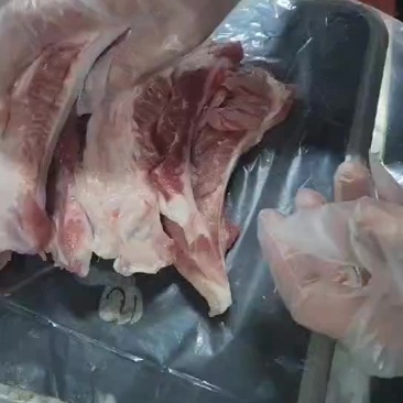 肥猪多肉月牙骨