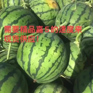 嘉年华5号大量供应现货