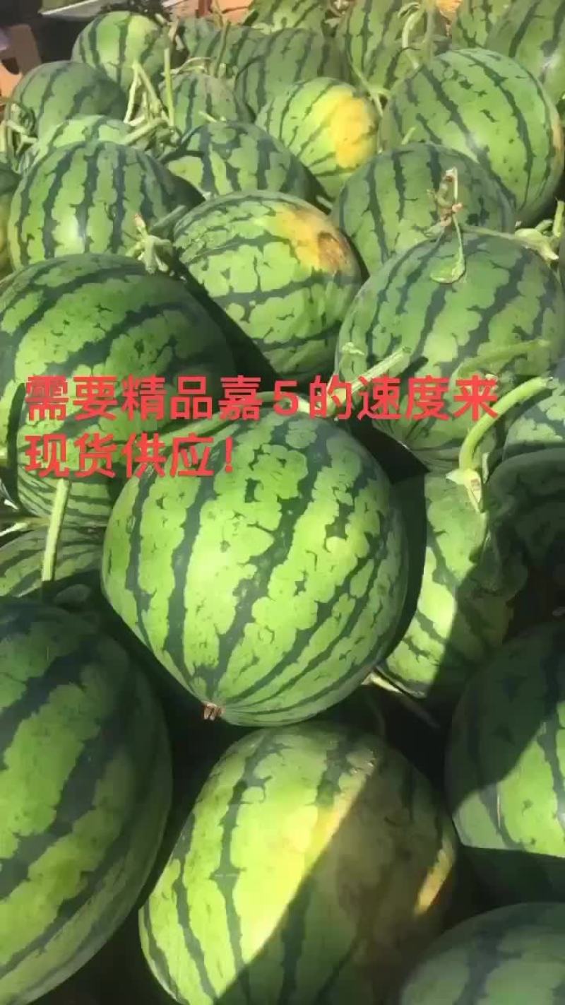 嘉年华5号大量供应现货