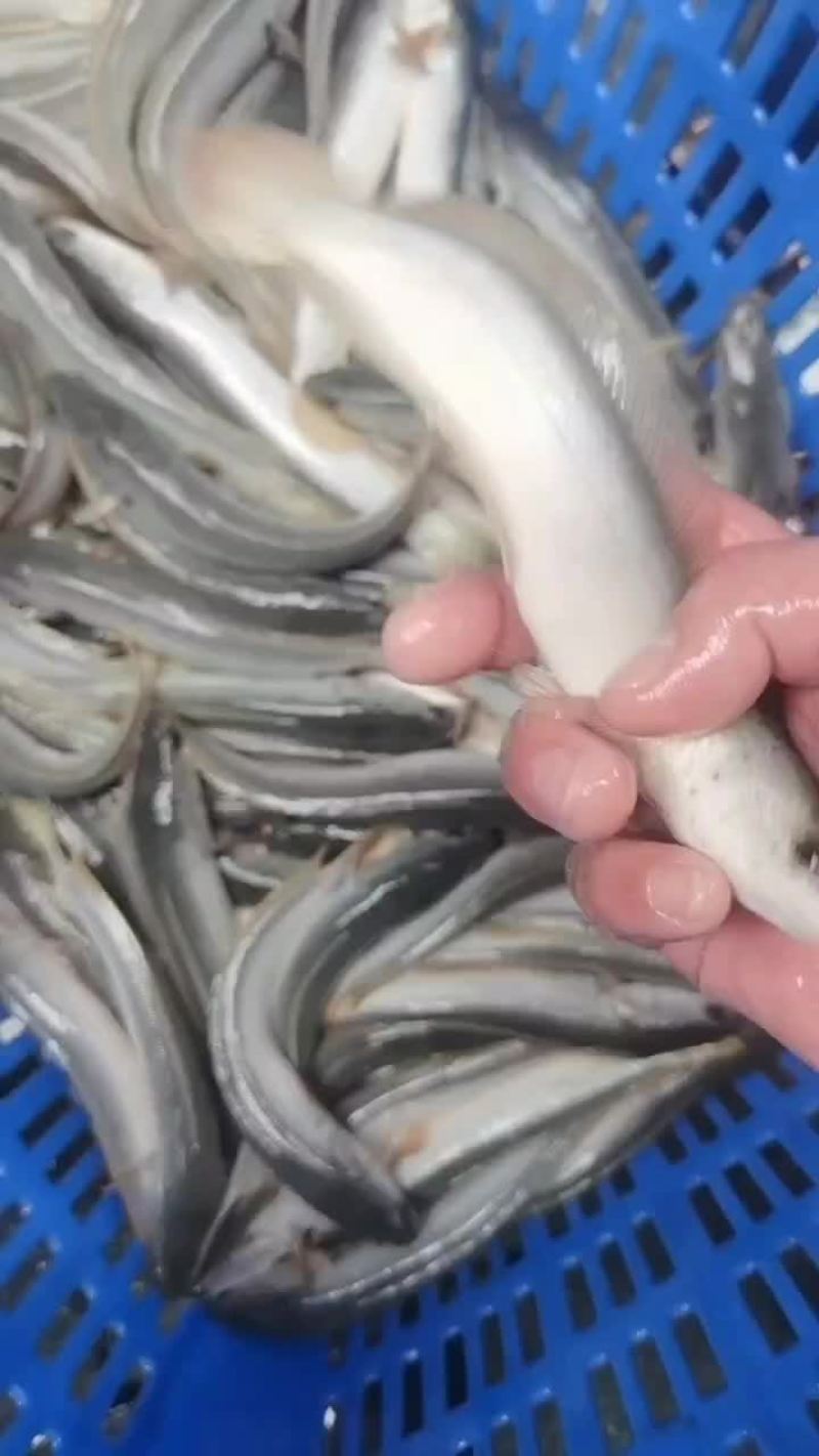 白乌鱼成鱼
