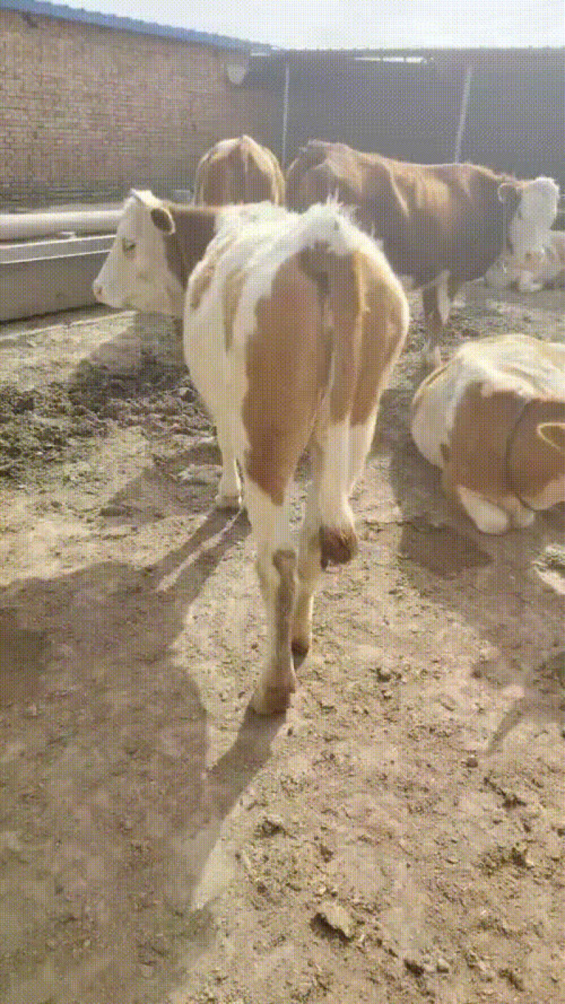 西门塔尔小母牛，小公牛，老片，对牛。肥牛，二槽公牛