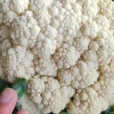 有机花菜大量上市需要下单