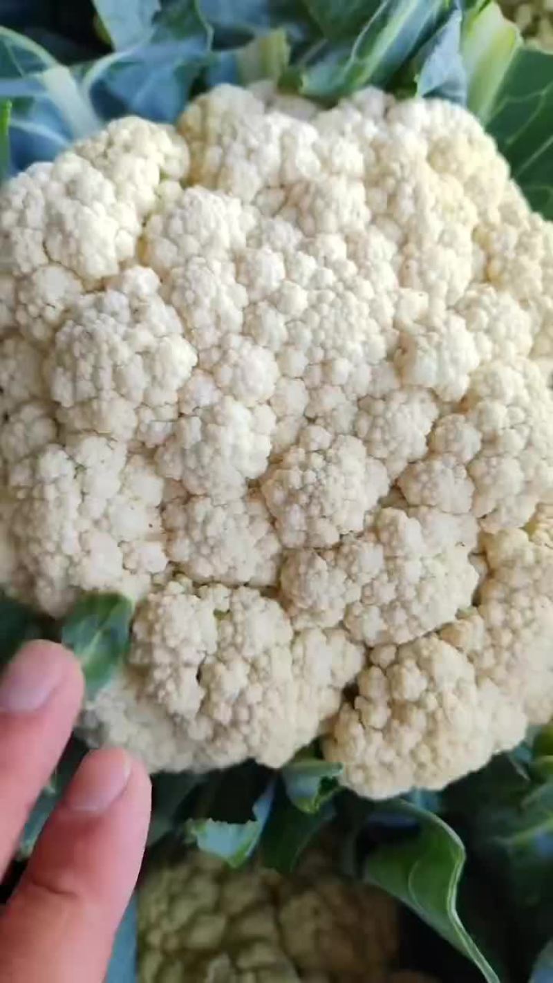 有机花菜大量上市需要下单