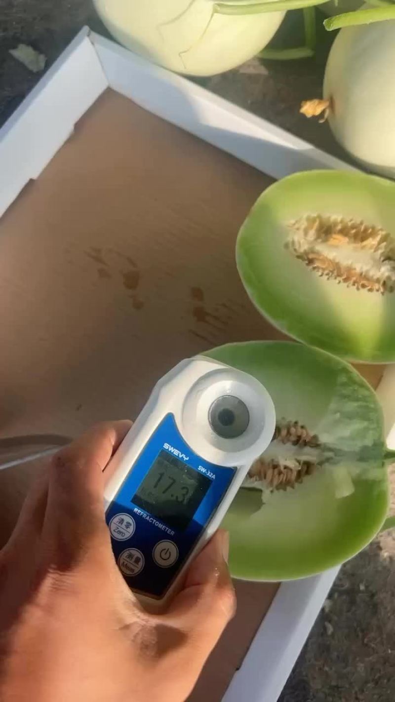 玉菇甜瓜