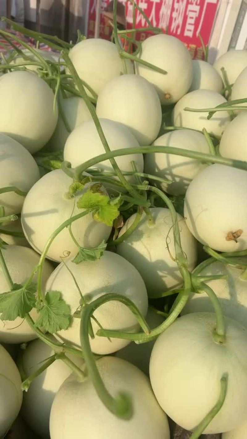 玉菇甜瓜
