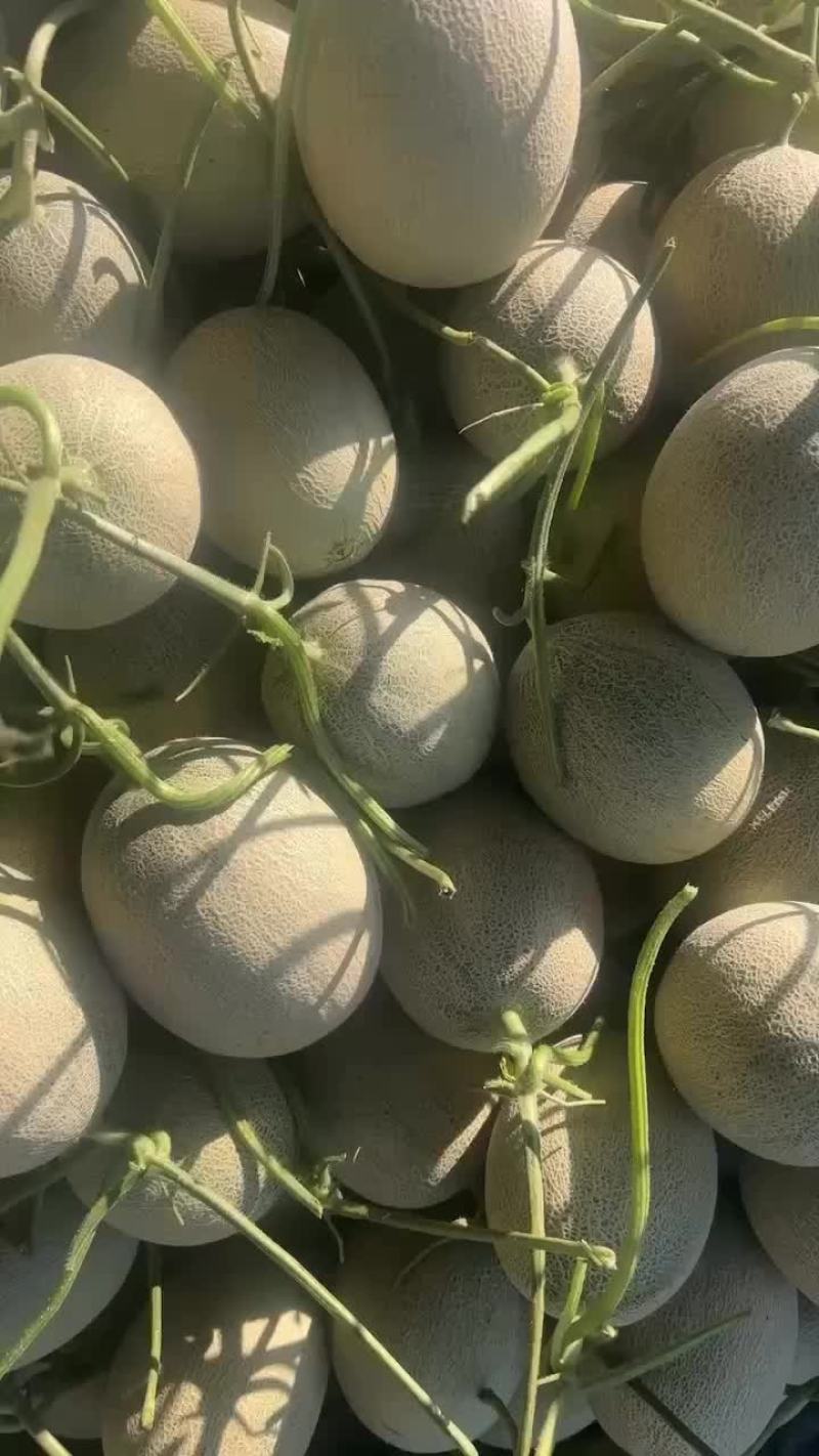 玫珑蜜瓜